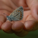 Schmetterling Bläuling auf Kinderhand